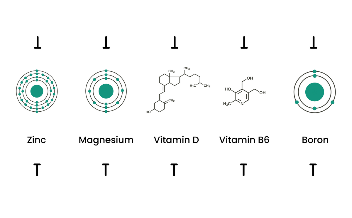Zinc Bisglycinate, Magnesium Glycinate, Vitamin D, Vitamin B6, Boron