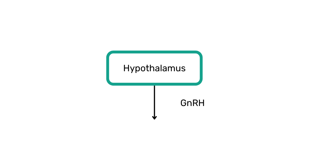 hypothalamus, gnrh, brain, sex hormone