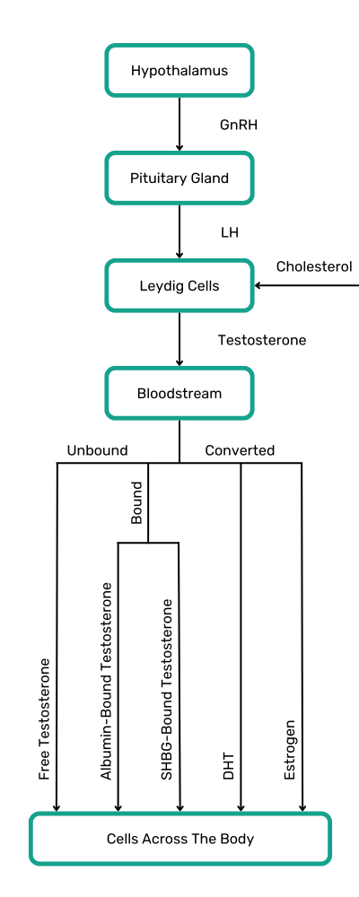 testosterone production, male sex hormone, luteinizing hormone, gnrh