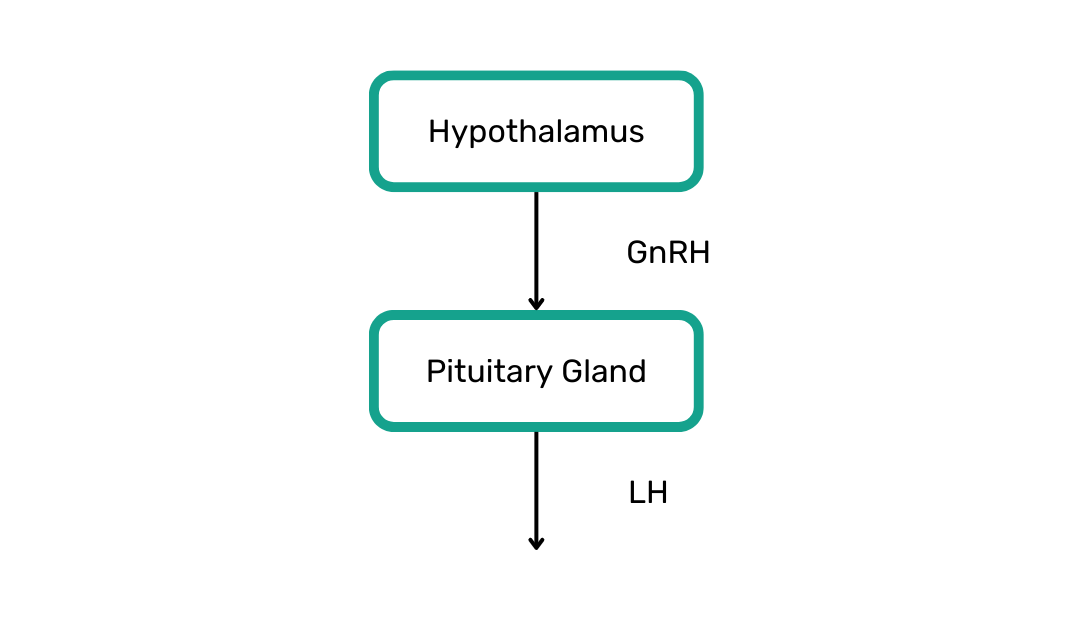 male hypogonadism, pituitary gland, luteinizing hormone, hypothalamus