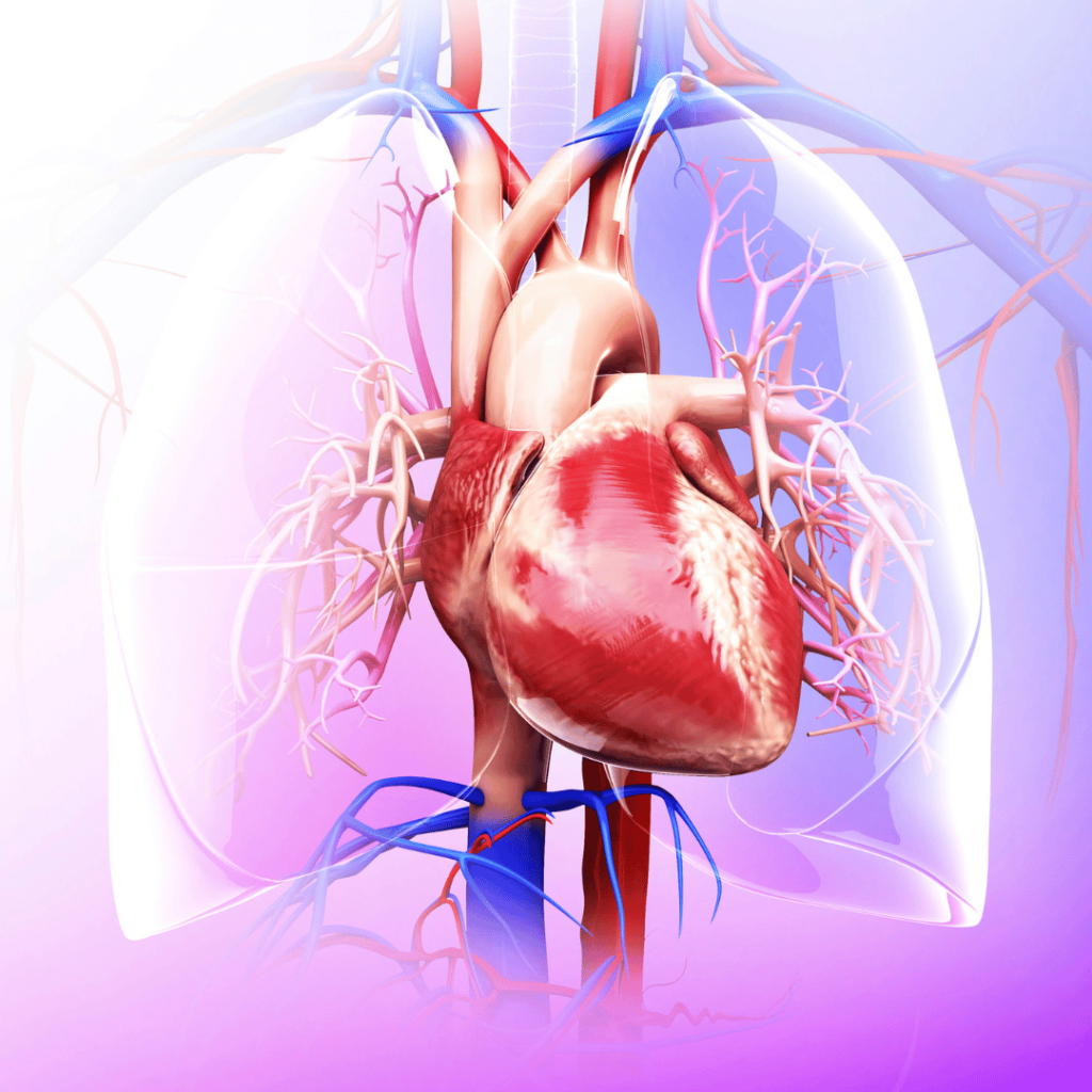 cardiovascular health and testosterone