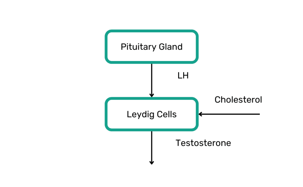 luteinizing hormone, gonadotropin releasing hormone, hypothalamus, pituitary gland
