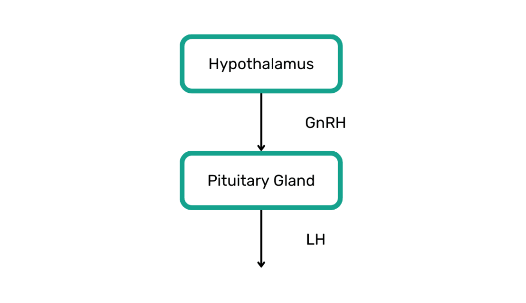 luteinizing hormone, gonadotropin releasing hormone, hypothalamus, pituitary gland